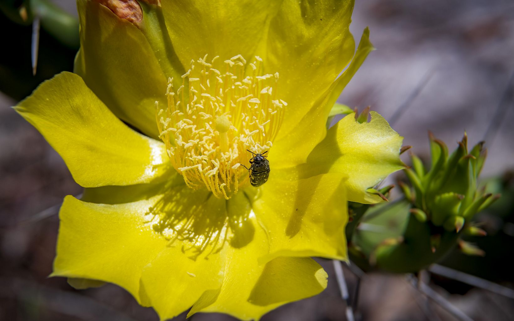 A closeup of an insect inside a Florida Alicia wildflower in bloom at Tiger Creek preserve. 
