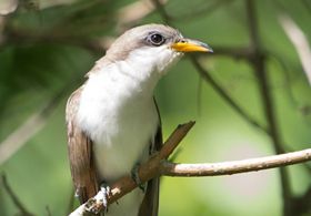Yellow-billed cuckoo perched on branch.