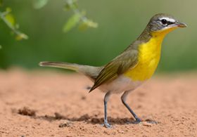 Yellow-breasted chat stands on ground.