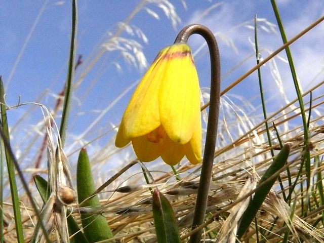 Closeup of a bell-shaped yellow flower at the end of a long curving stem.