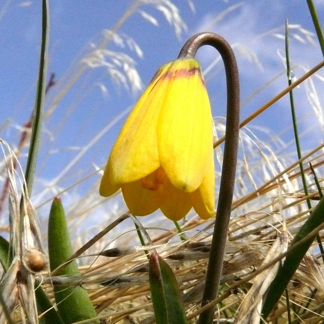 A yellow flower amongst grasses.