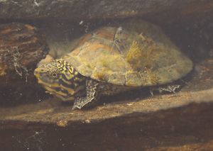 Underwater view of a yellow-bellied slider, a turtle species that lives in freshwater creeks and rivers of Georgia’s Dugdown Corridor.