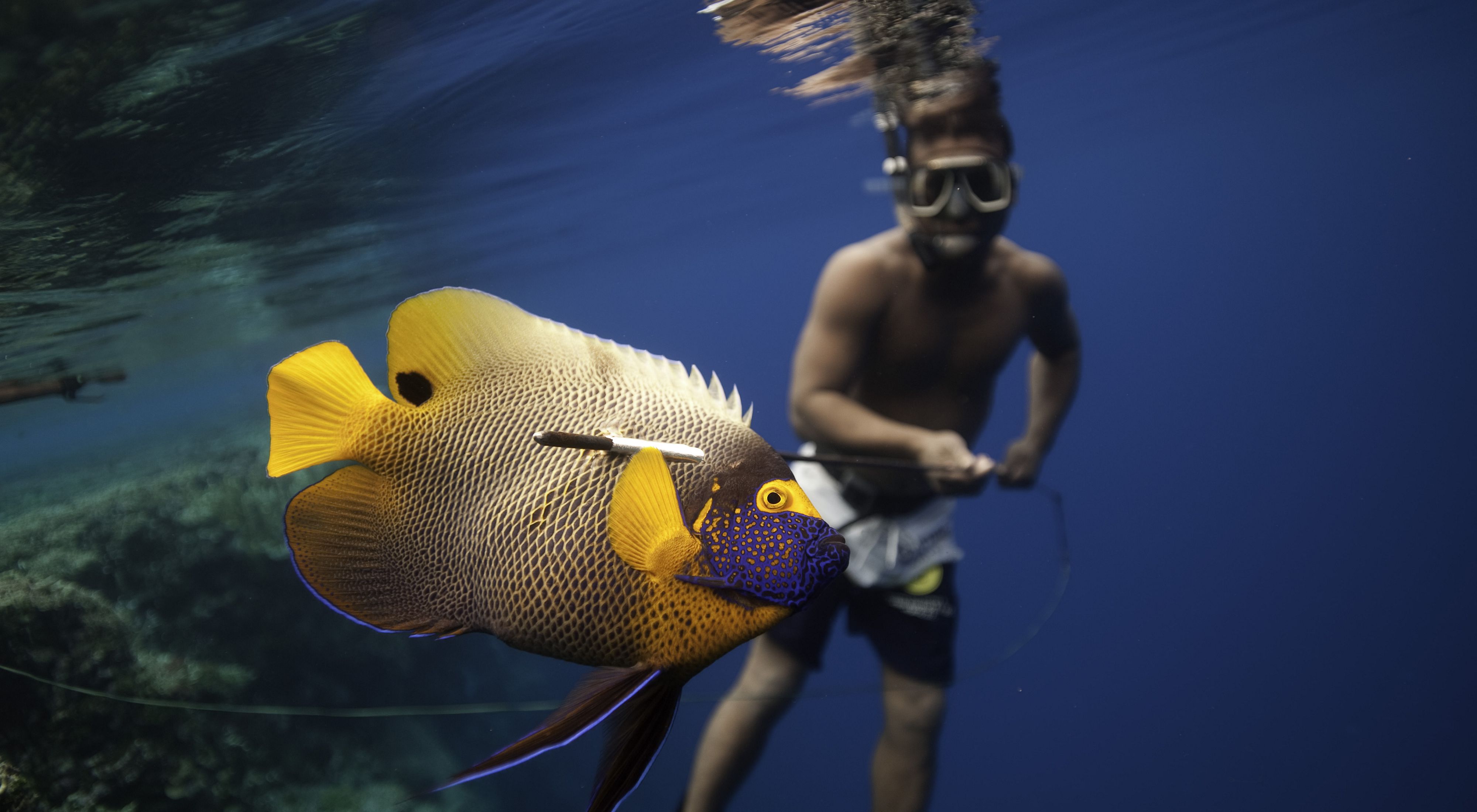 A local speargun fisherman in Micronesia catches reef fish like parrot fish and trivali to feed his family, friends and colleagues.