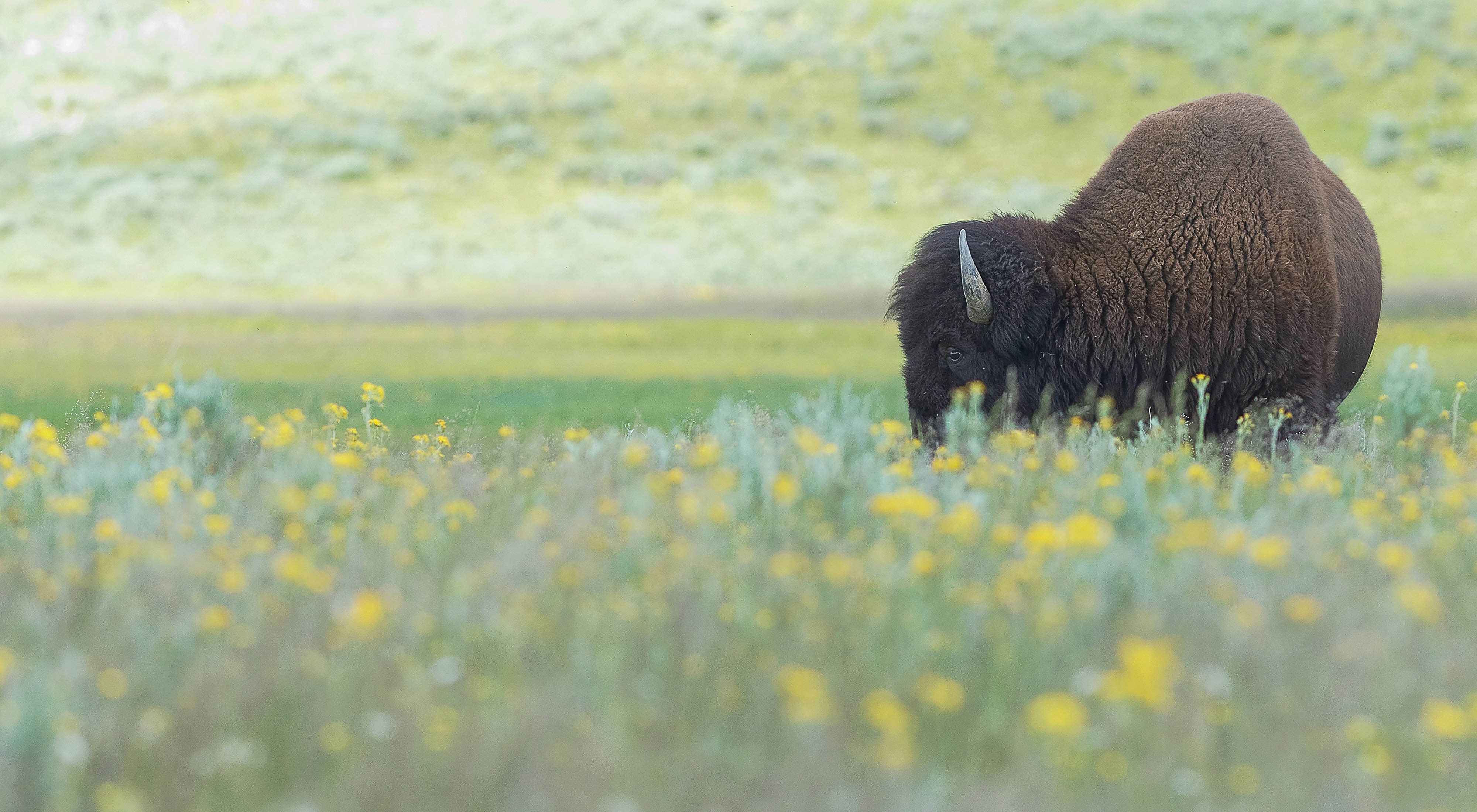 Buffalo in field of flowers