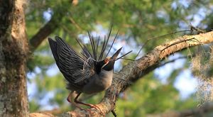 A yellow-crowned night heron displays its breeding plumage at Cypress Island Preserve in Louisiana.