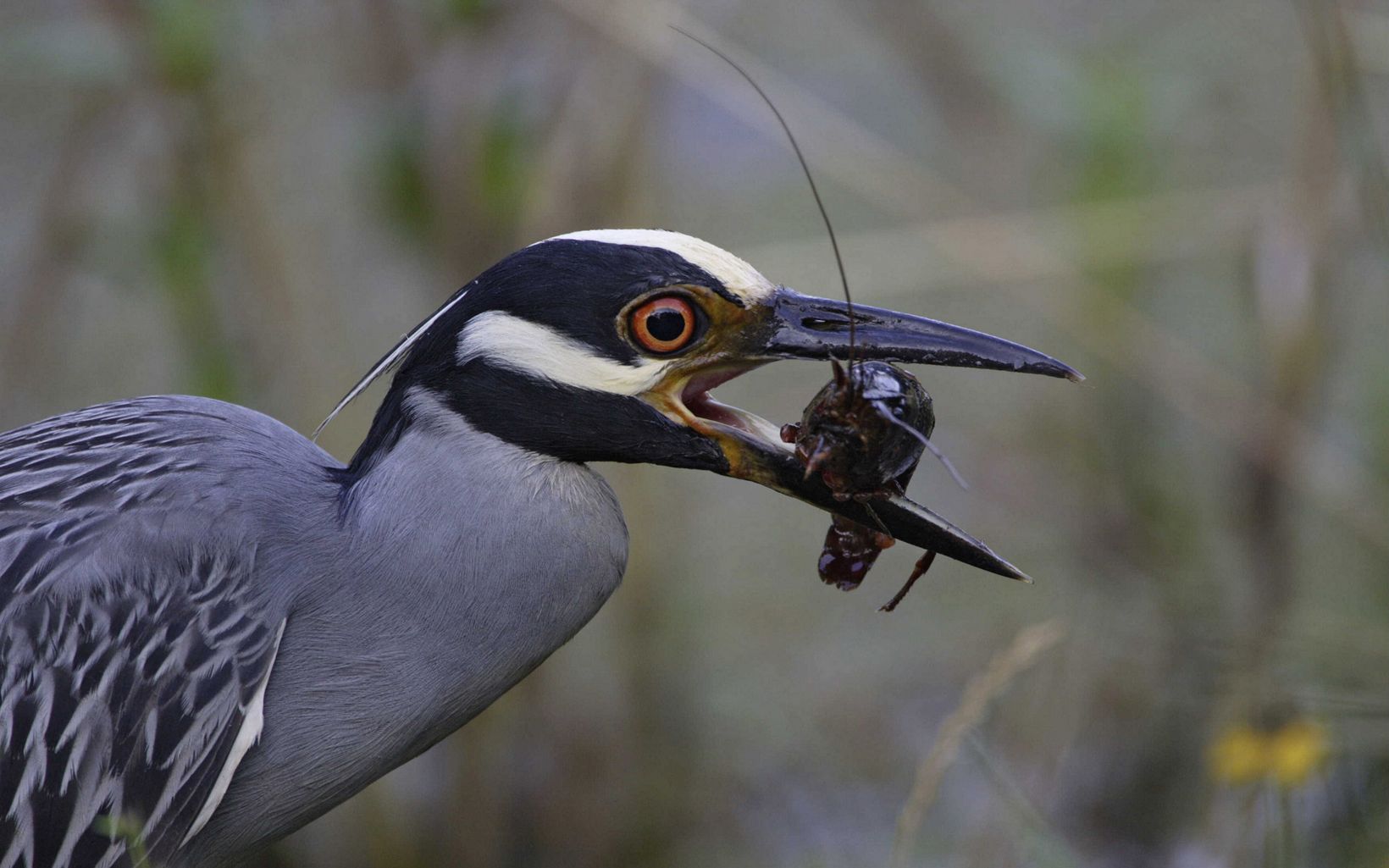 A bird with a black-and-white head holds an crawfish in his mouth.
