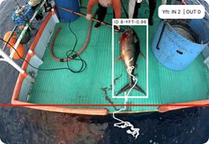 Tuna Identification using Edge AI technology.