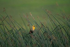 A yellow-headed bird perched in grass.