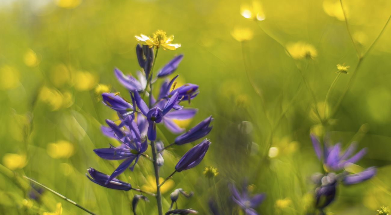 Pedals of purple wildflower against a yellow background.