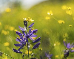 Pedals of purple wildflower against a yellow background.