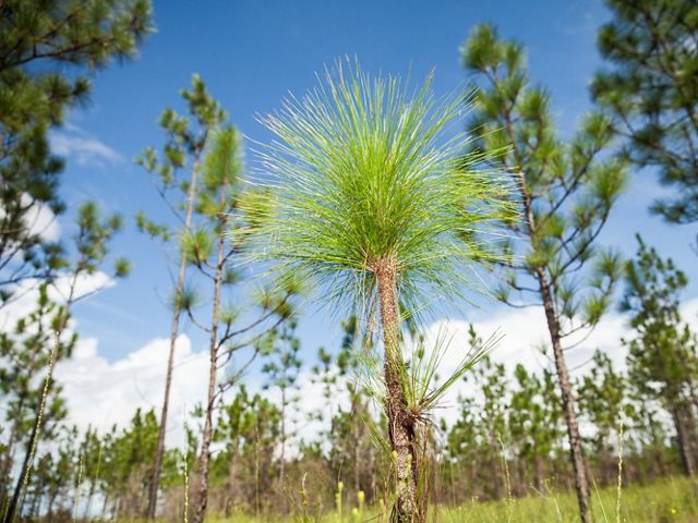 Longleaf Pine Seedling