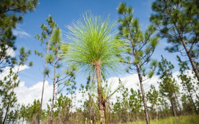 Ground level view of a young longleaf pine against a forest of mature trees.