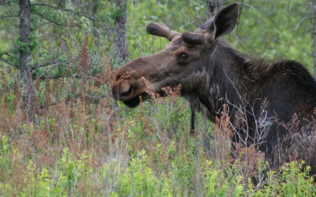 Young bull moose in Michigan's Upper Peninsula.