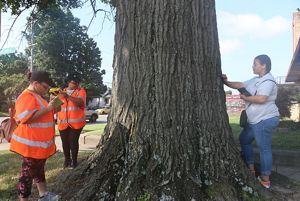 Three young people measure a tree.