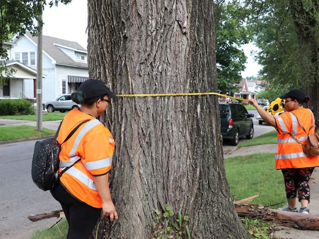 Two young people measure a tree.