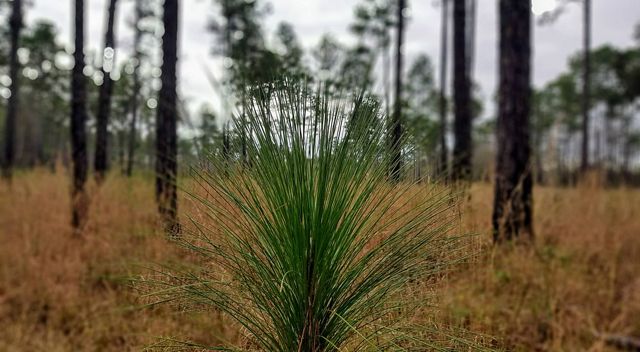 A young longleaf pine tree emerges from the forest floor.