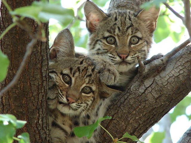 Young bobcats