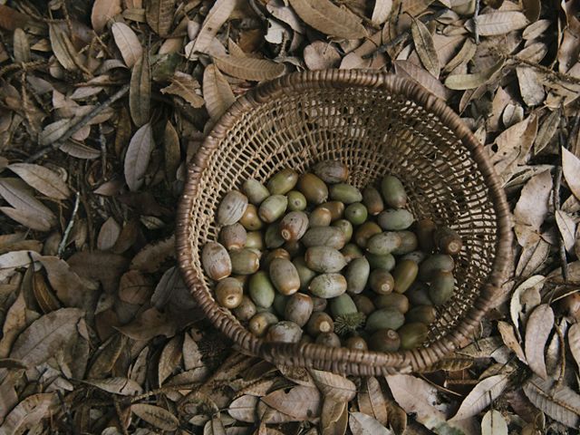 A handwoven basket full of acorns sits on a forest floor.