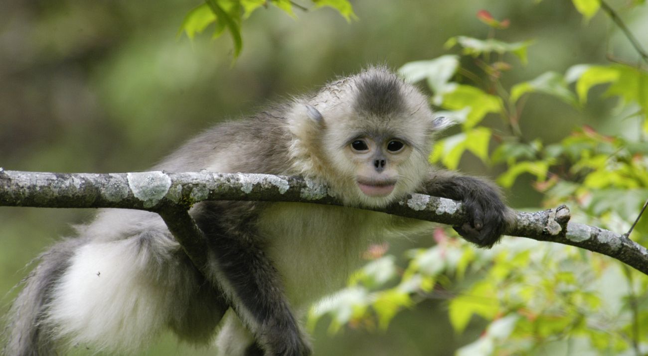 A monkey holds onto a branch.