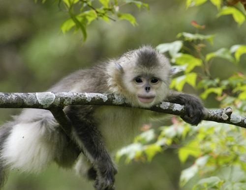 Image of a monkey.