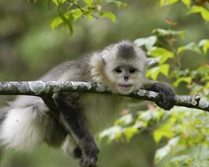 Image of a monkey.