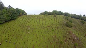A hill with rows of tree saplings.