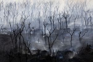 Smoke rises off burned yucca plants.