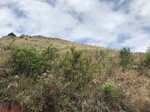 A mountain area with grass and shrubs.