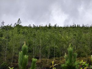 A hilly area with young tree saplings.