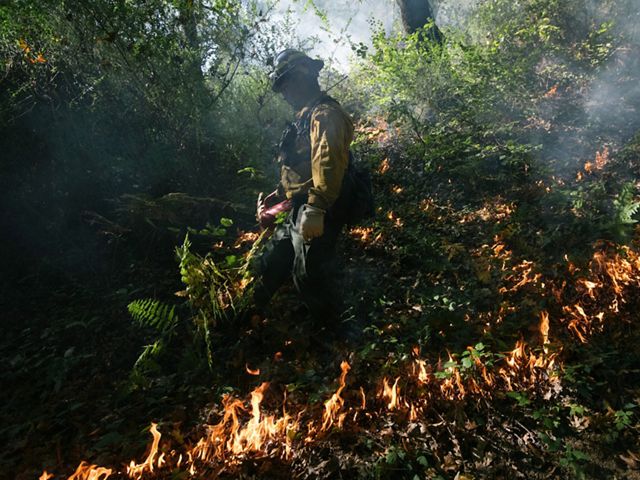 Un hombre vestido en atuendo para soportar el fuego camina sobre un área natural en llamas