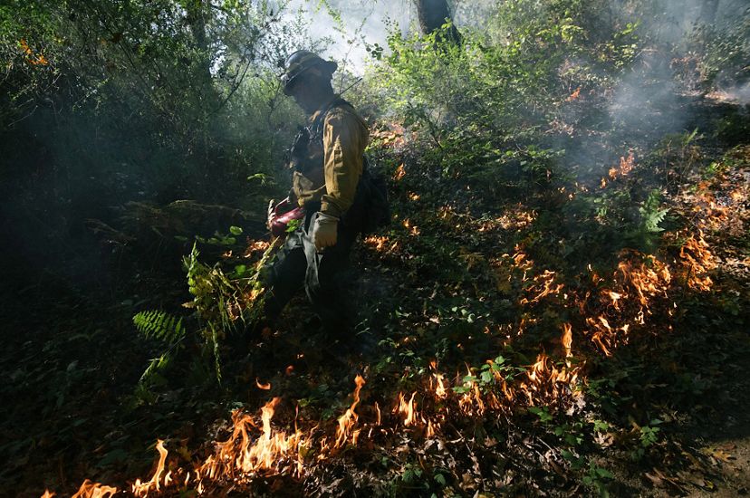 A man in fire gear walks through the shaded understory of a forest during a controlled burn. A low line of fire burns in the foreground.