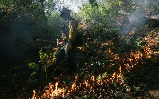 A man in fire gear walks through the shaded understory of a forest during a controlled burn. A low line of fire burns in the foreground.
