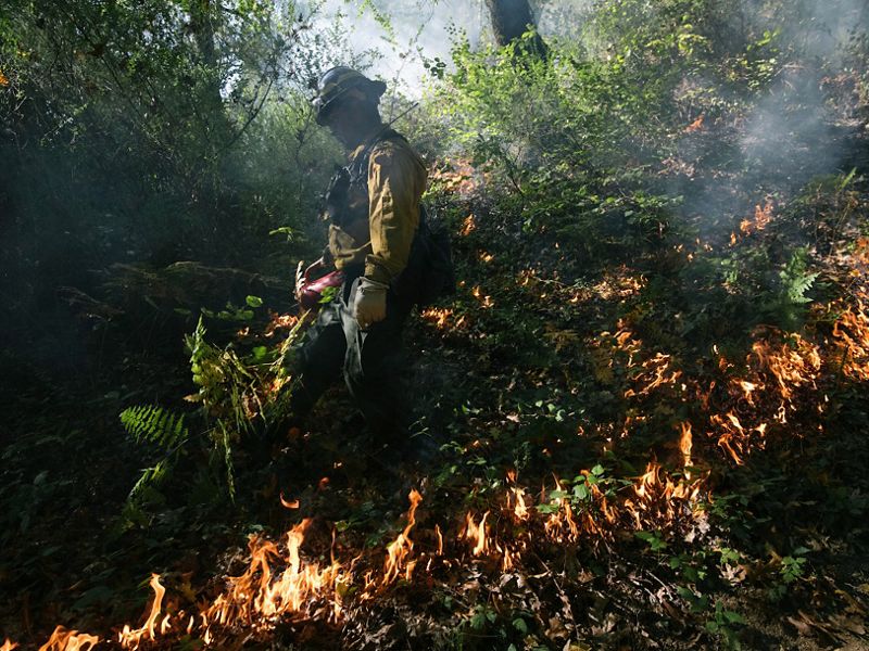 A man in fire gear walks through the shaded understory of a forest during a controlled burn. A low line of fire burns in the foreground.