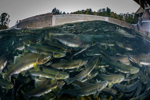 Underwater image of salmon school.