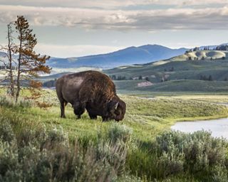 Bison grazing by the Yellowstone River.