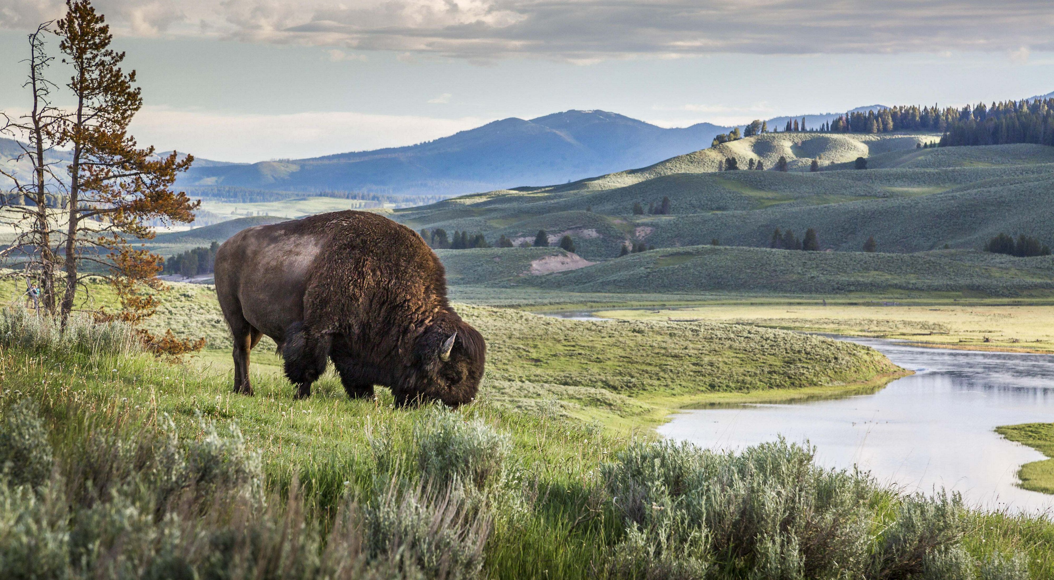 A bison at Yellowstone National Park.