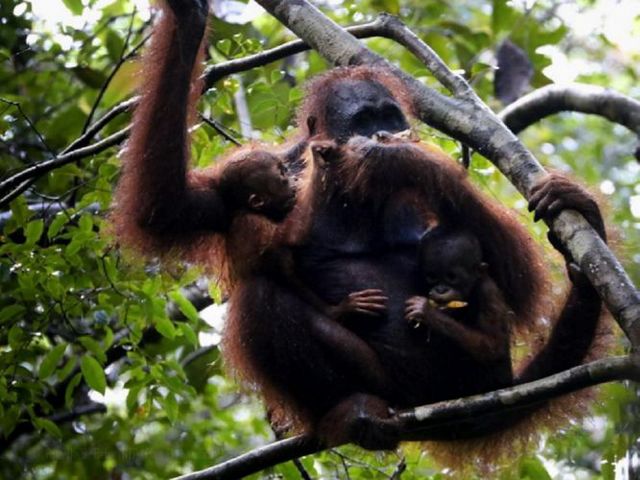Ibu dan anak orangutan