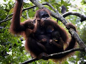 Linda, satu individu orangutan betina dan dua bayi kembarnya tertangkap kamera petugas di kawasan Taman Nasional Tanjung Puting, Kalimantan Tengah. 