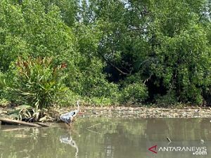 A stork sits near trash that is moored near the Muara Angke Wildlife Sanctuary area in North Jakarta.