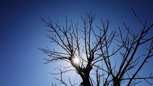 Pohon kering pada musim kemarau di desa Sabu Raijua