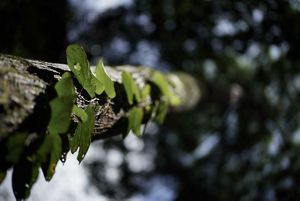 Pohon hutan kalimantan.