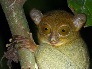 Tarsius Ingkat