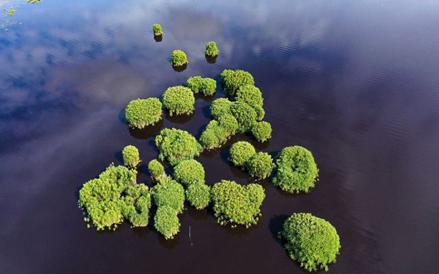 Aerial view of a cluster of trees in Kutai Kartanegara Regency, Indonesia.