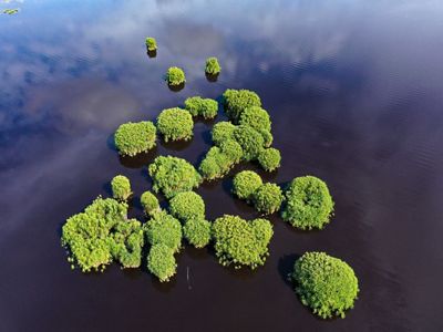 Gugusan Pohon Rasau di Danau Gambut Desa Muara Siaran, Kabupaten Kutai Kartanegara.