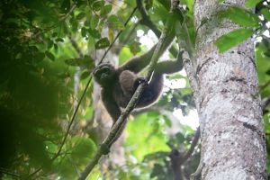 Owa kelabu Kalimantan