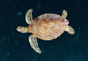 Penyu di pantai perairan Derawan