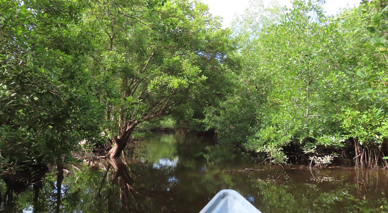 Kawasan Mangrove Desa teluk Pambang