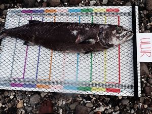 Ikan babi merupakan bahan utama inasua