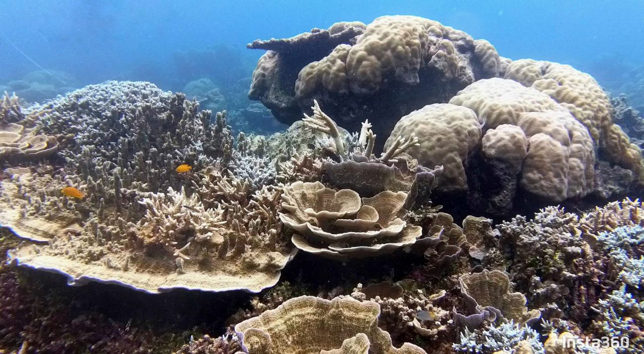 Terumbu karang di perairan Anamabas