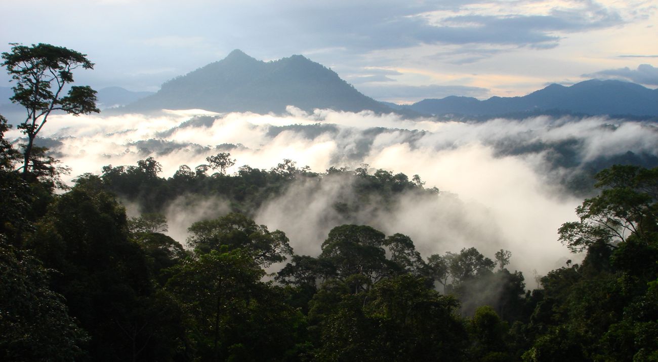 Hutan hujan Kalimantan